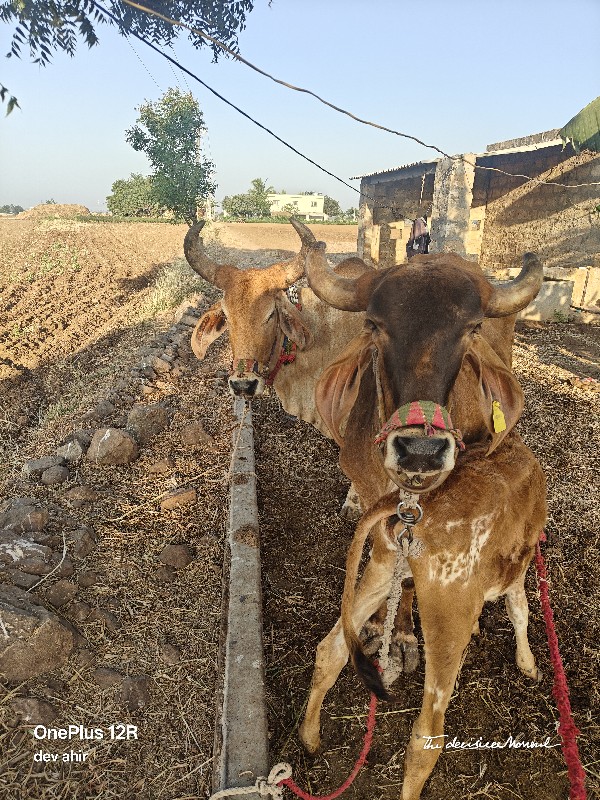 2 ગાય આપી દેવાન...