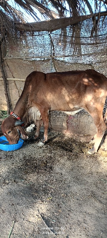 ગીર હોળકી વેચવન...