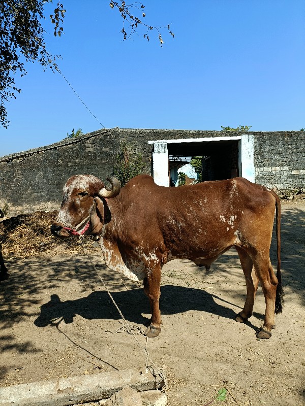 બળદ ની જોડી