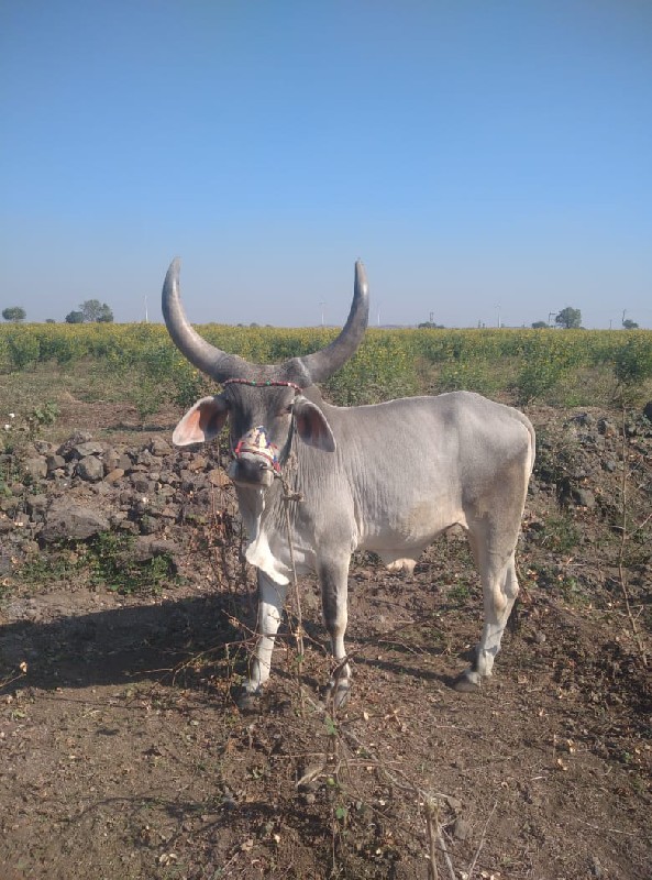 ગોટલો વેચવાનો છ...