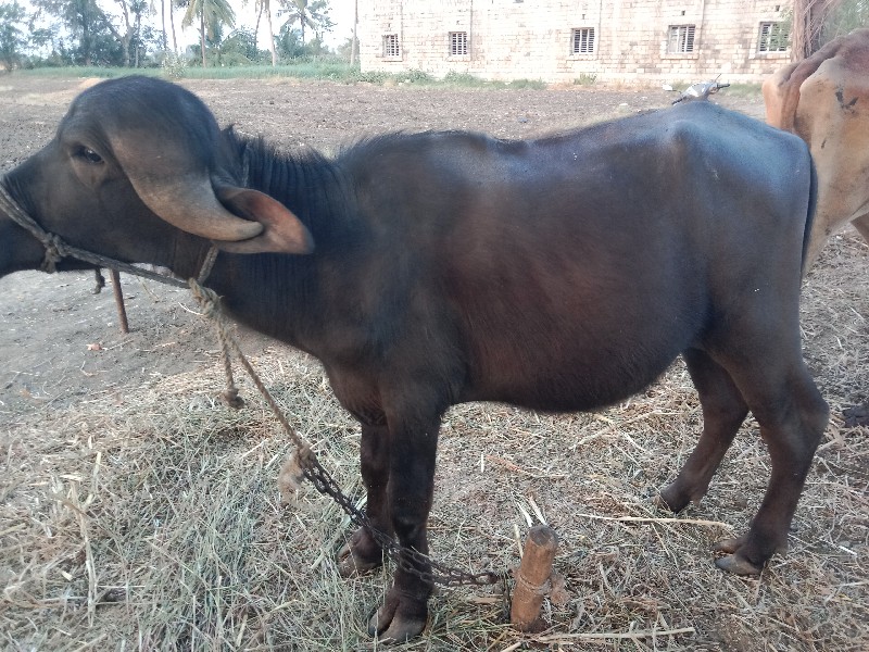 પાડો વેસવાનોસે