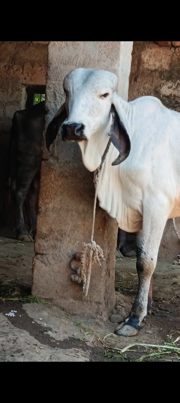 ખુડ વેશવાનો છે