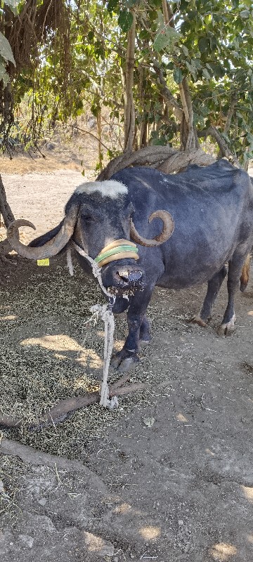ભેંશ