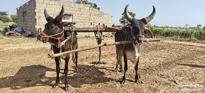 કચ્છી ગોઢલા