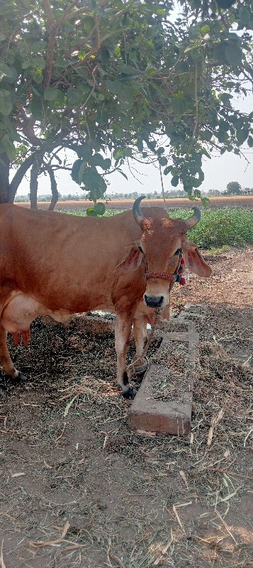 ગીર ક્રોસ વેશવા...