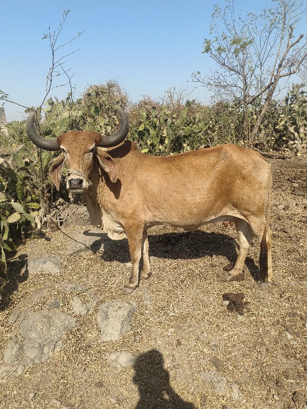 ગાય વેચવાની છે