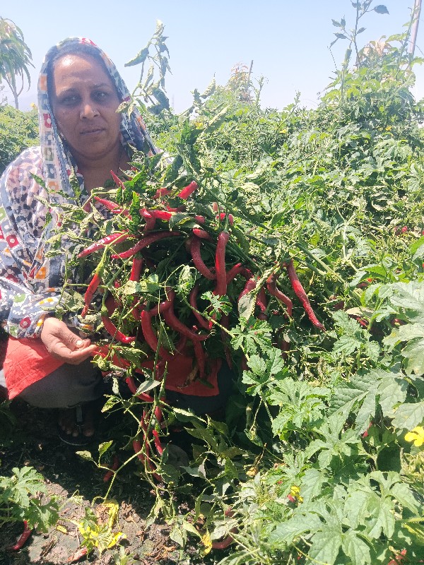 રેવા મરચા વેચવા...