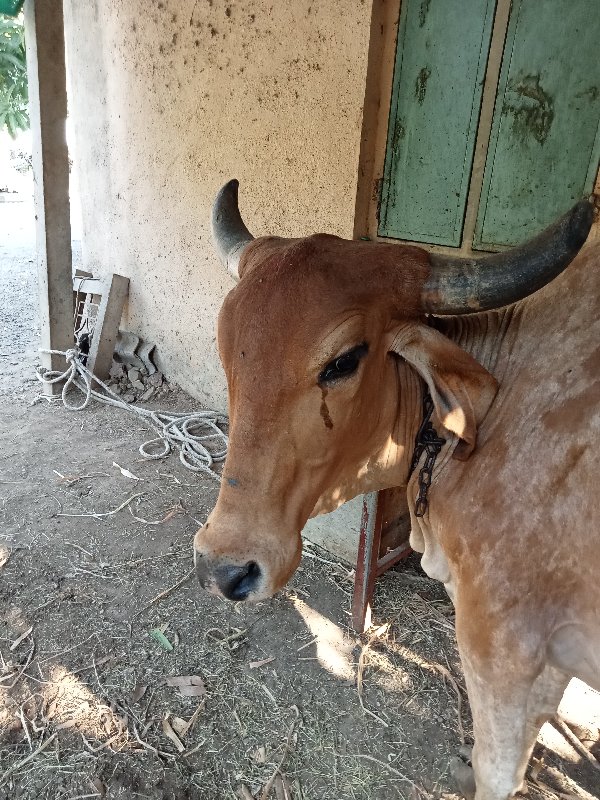 ગાય વેચવાની છે