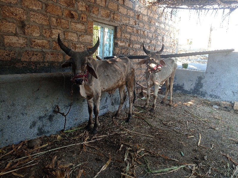 બડદ વેશવાના છે
