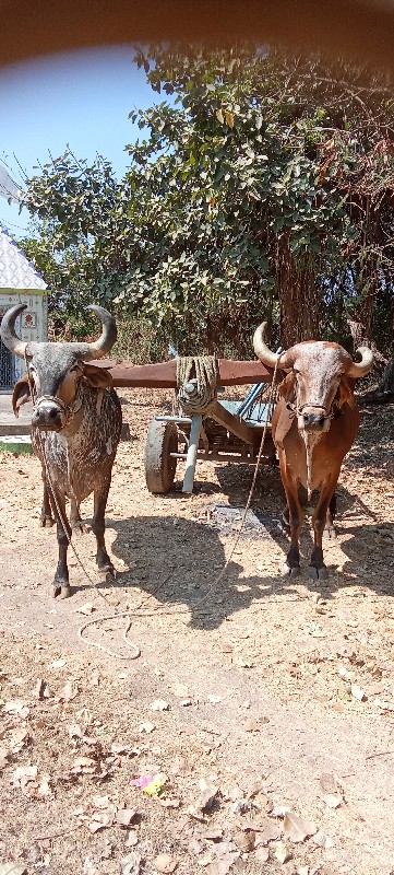 બ‌‌ળદ વેચવાના છ...