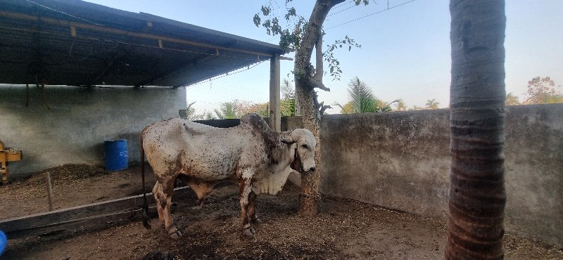 આ ખુંટ વેચવાનો...