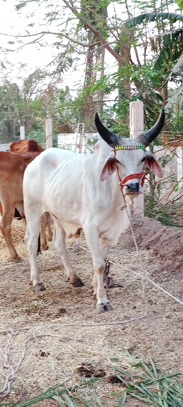 વઠીયારા વાસડા વ...