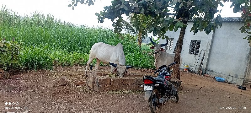 વાછરડા વેચવા છે