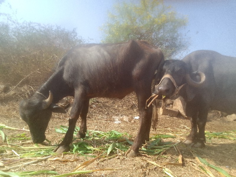 ખરેલું વેચવાનું...