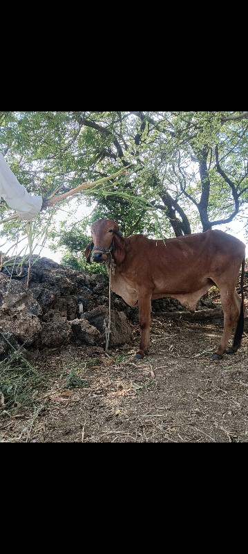 ગોઢલા ના સાટામા...