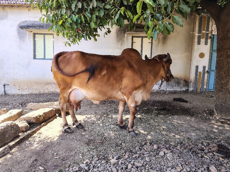 ગાય વેચવાની છે