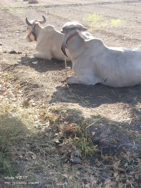 ગોઢલા વેસવાના છ...