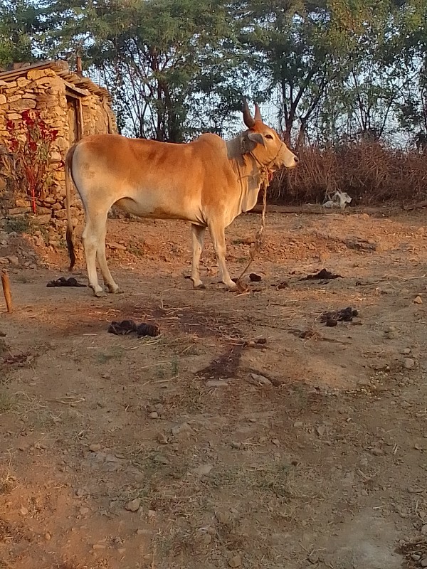 ગાય વેચવાની છે