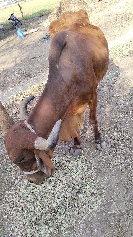 ગાય વેચવાની છે