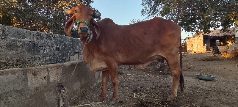 ગાય વેચવાની છે