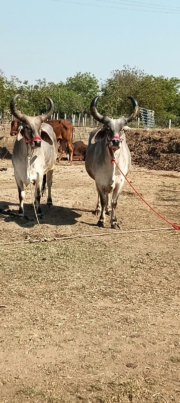 બળદ વેચવાના છે