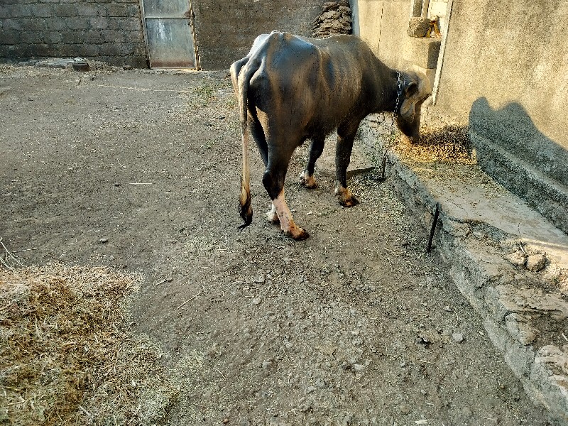 ખરેલું