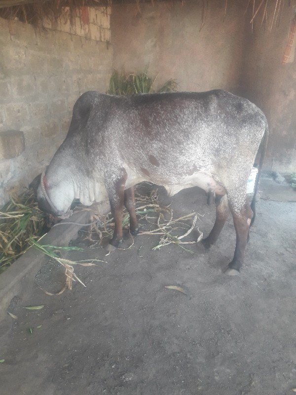 હોઙકી  વેચવાની...