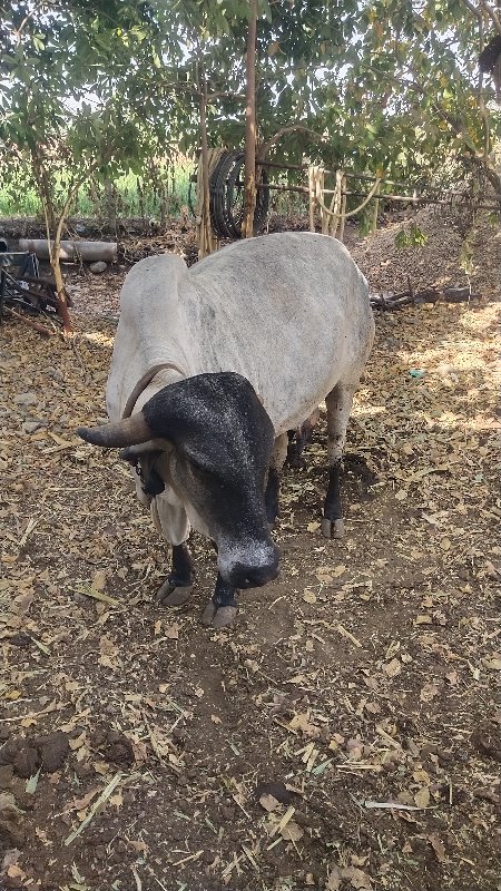 ગાય વેચવા ની છે...