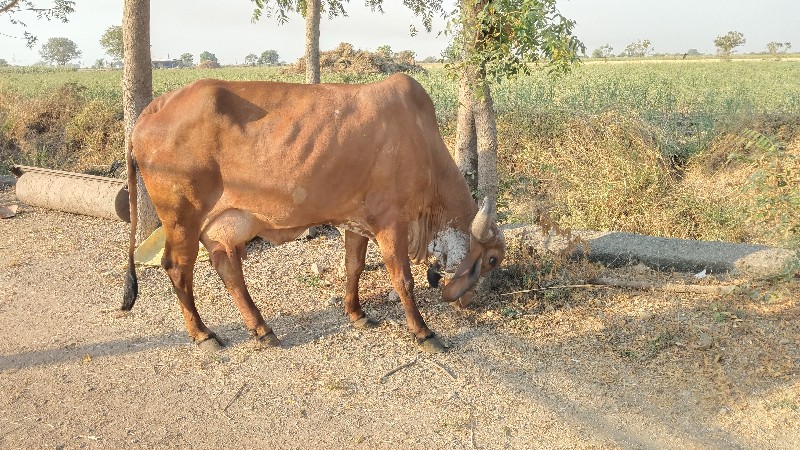 ગાય વેચવાની છે