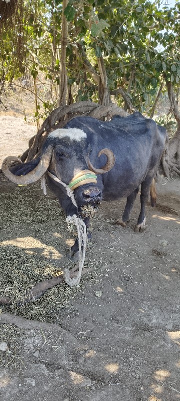 ભેંશ
