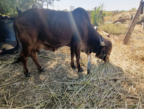 ગાય વેસવાની છે