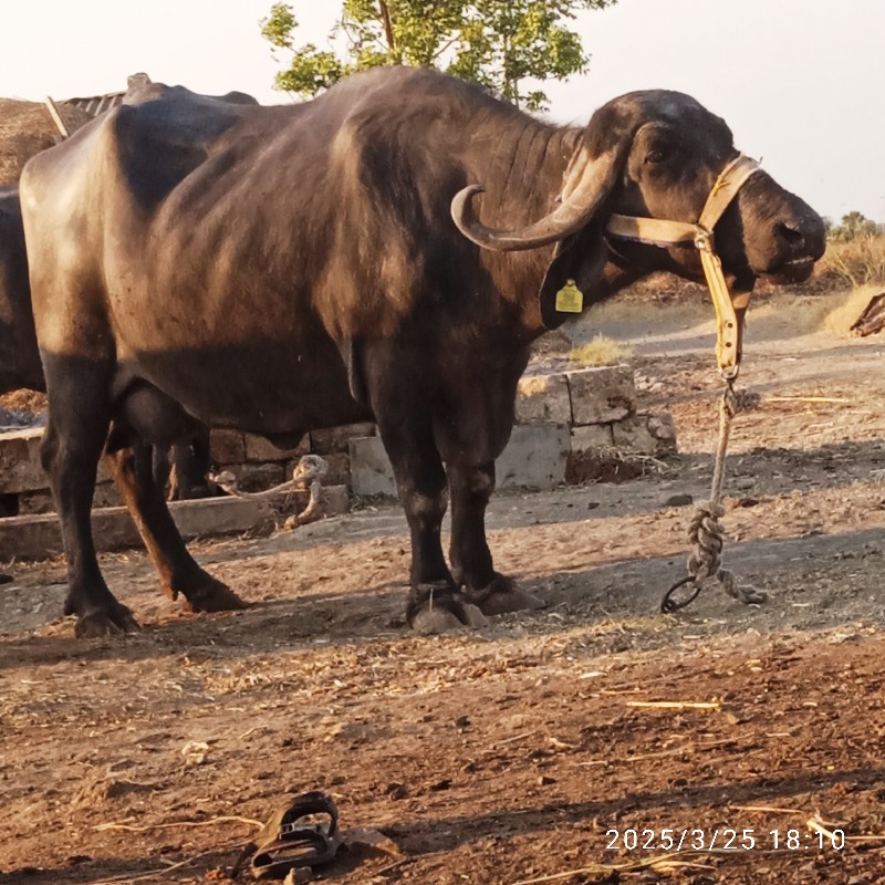 ભેસ વેચવાની સે