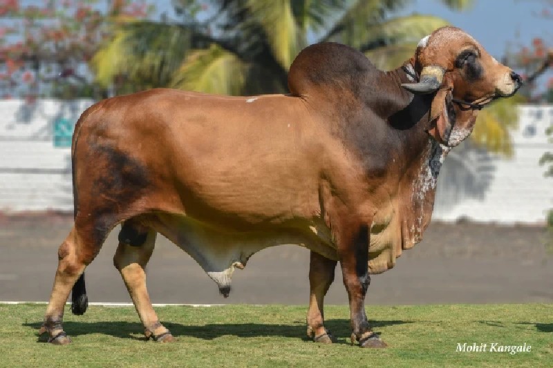 ક્રુત્રીમ બિજદા...