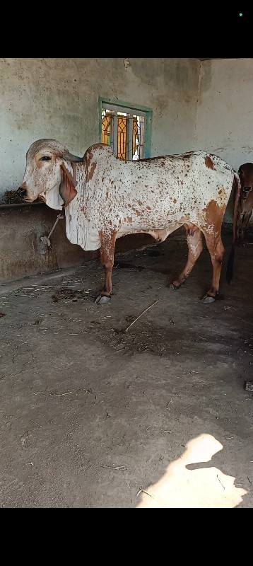 ગીરગાય