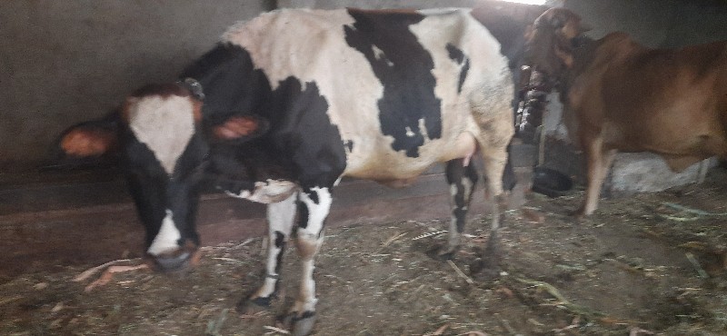 શૈલેષભાઈ અમદાવા...