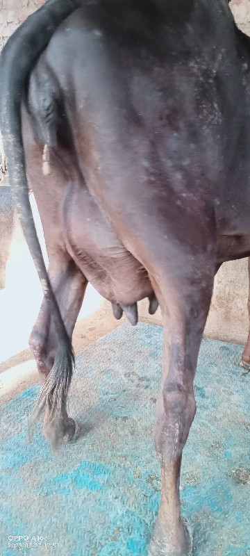 કોર્સ ગાય