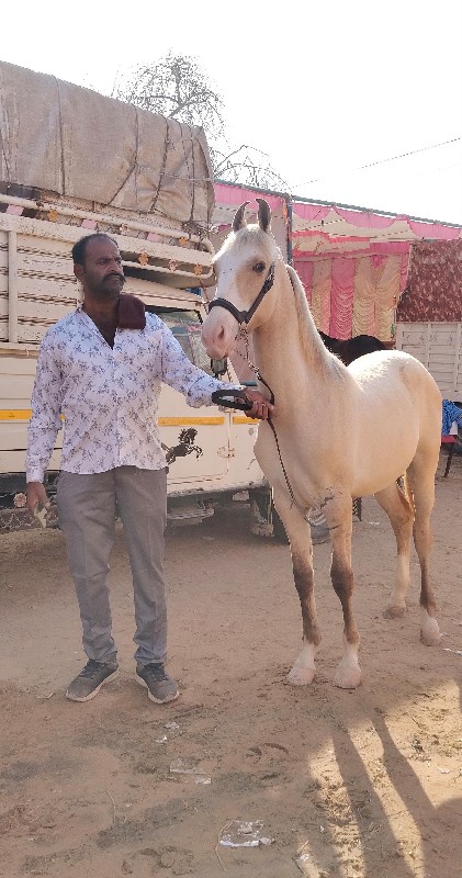 વસેરી વેચવાની છ...