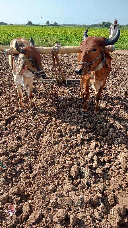 ગોઢલા વેચવાના છ...