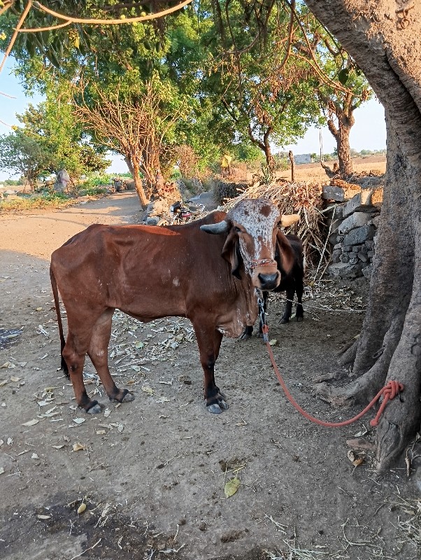 વોડકી