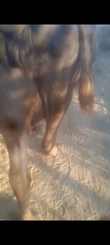 ભેંસ વેચવાની છે