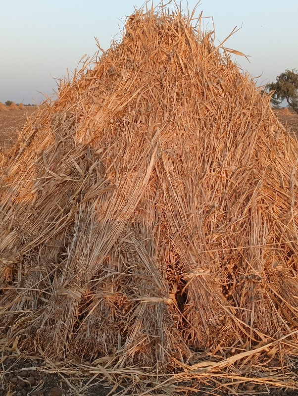 સાર વેચવાની શે