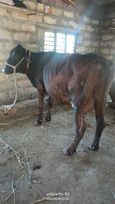 Hf ક્રોસ
