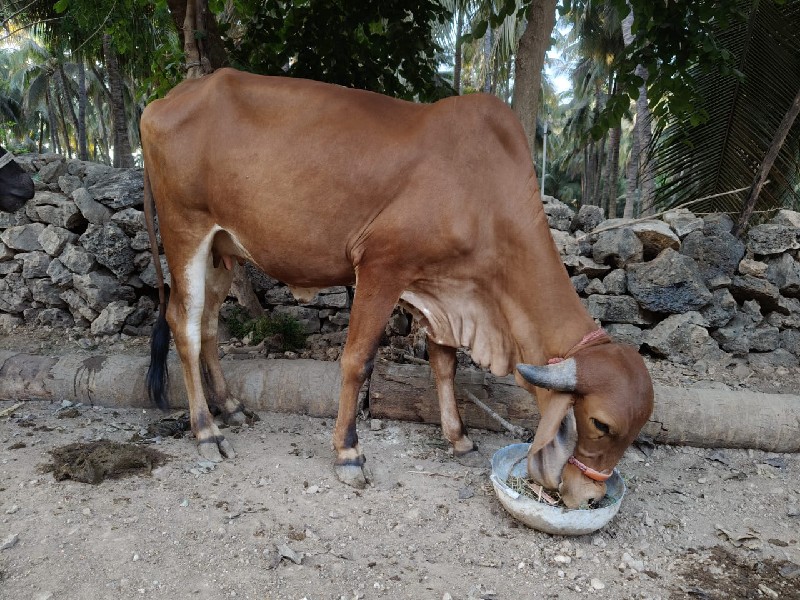 ઞાય વેચવાની છે