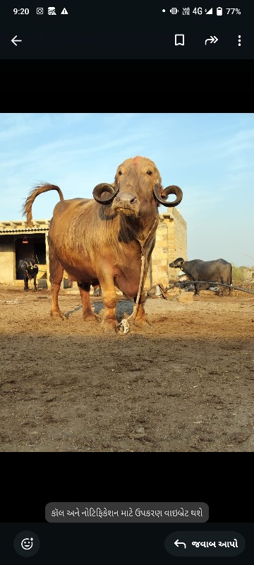 ભેંશ વેચવાની છે