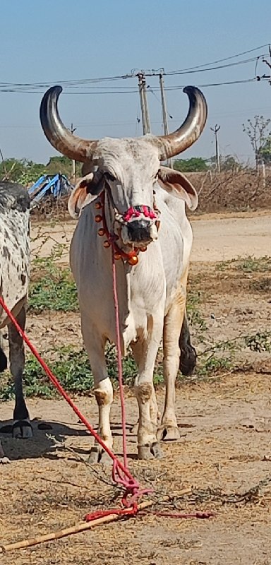 marva Bhiwani t...