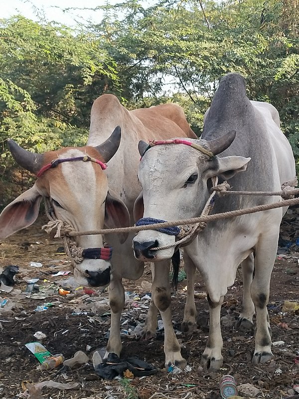 આશાપુરા ડાકલા વ...