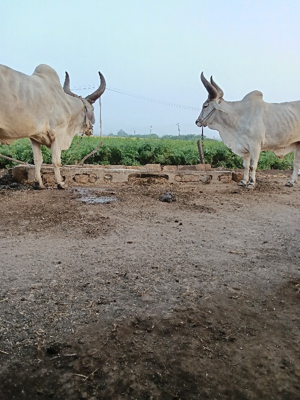 ઘોઢલા.વેચવાના.છ...