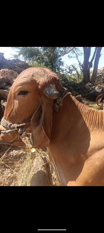 ગોઢલા ના સાટામા...