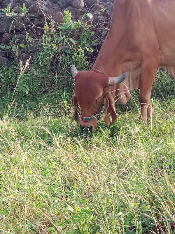 ગીર ઓરીજનલ