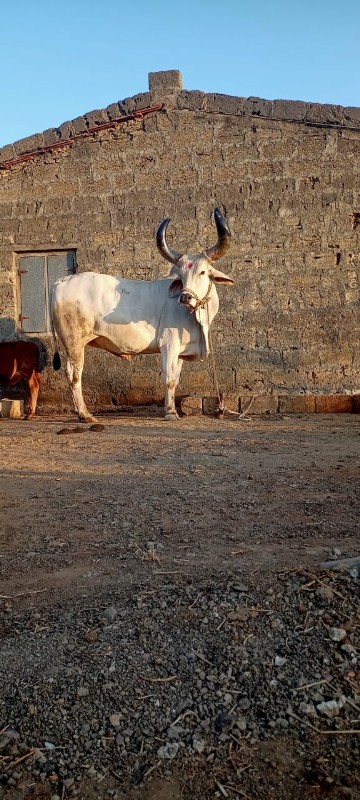 બળદ વેચવા ના છે